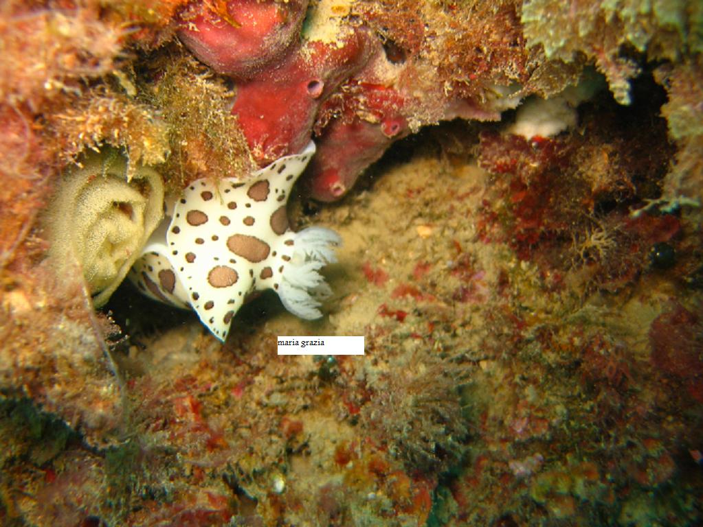 Riproduzione Discodoris atromaculata